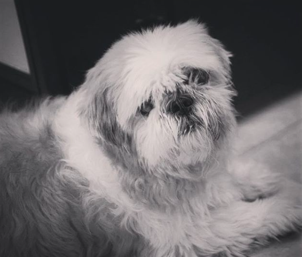 Screen Shot 2019-01-27 at 7.46.16 PM