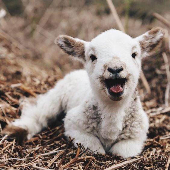 038cba358868bd7d1e4087d743032785