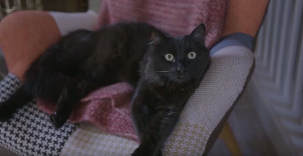 Screen-Shot-2019-05-08-at-12.50.25-PM