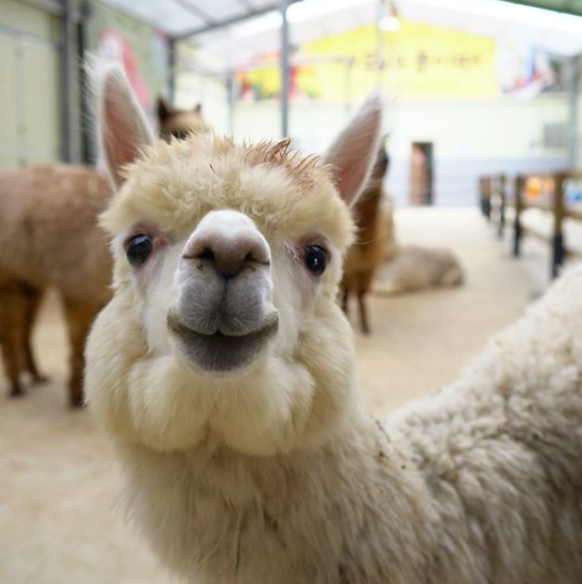 Screen Shot 2019-09-18 at 11.32.11 AM