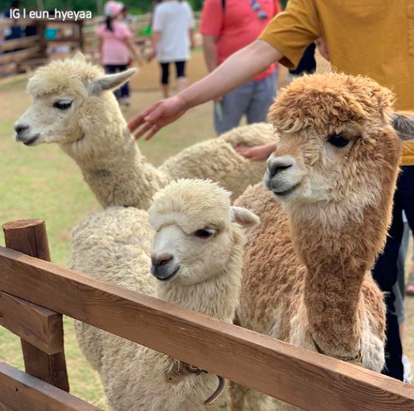 Screen Shot 2019-09-18 at 11.34.20 AM