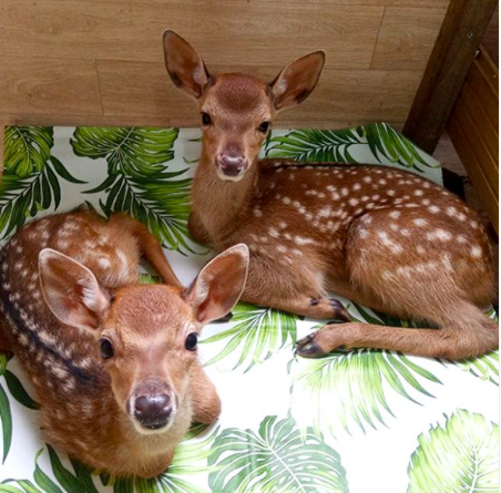 Screen Shot 2019-09-18 at 11.42.39 AM