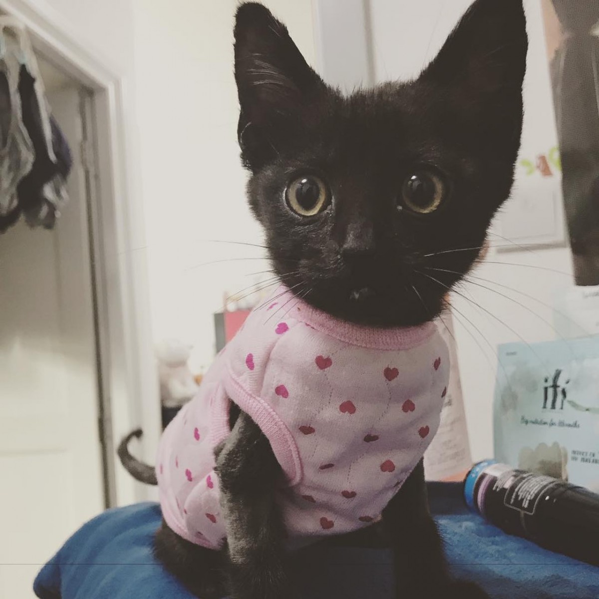 aXFOo9xWYjorJg2FDIHryUSlkU6tC3fi1N8nwNTfJ8A