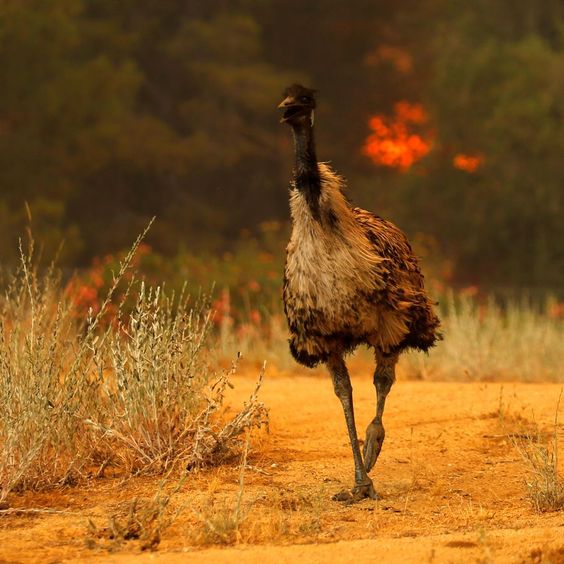 鸵鸟逃荒中~