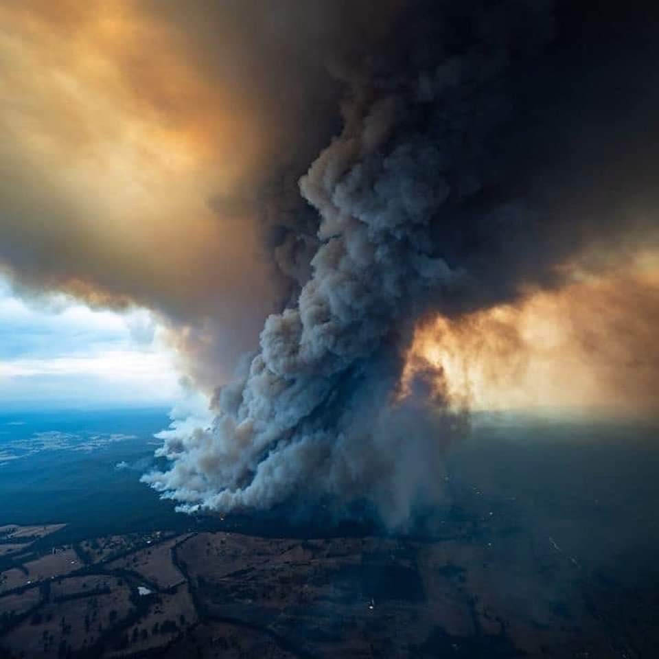 几乎摧毁整片森林