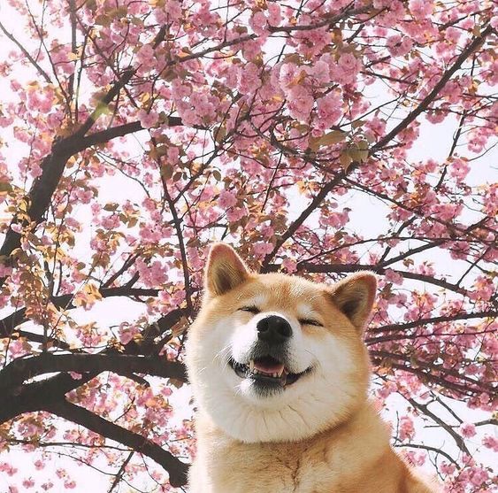 1e017a9a9cecf0864f0656cd239122db