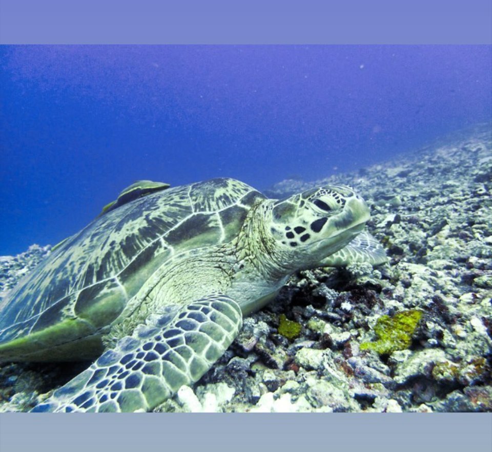 这座岛需从沙巴仙本那码头乘搭游艇前往,过程会用时约45分钟。岛上进行的活动包括浮潜、深海潜水、泛舟、参与海龟保育活动等等。