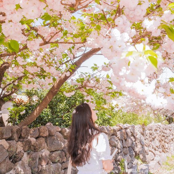转眼就来到了春季樱花绽放的季节,可惜的是今年因为疫情的关系比较难出国赏樱花~但没关系,将樱花色泽画上双眸也能稍微应应景 ? 而且嫩粉粉的色调也特别符合时下最夯的「花季粉嫩」妆容。