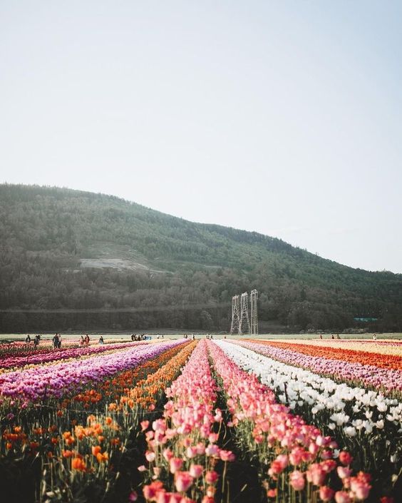 ?渐层郁金香花海 许你一场色彩斑斓的人生回忆 郁金香是荷兰的国花,象征着美好、华贵。有生之年一定要去一趟荷兰、踏入世界上最大的郁金香花园 - 库肯霍夫公园;徜徉在渐层多彩的郁金香花海里,绝对能够满足女生们对于浪漫的憧憬与幻想。