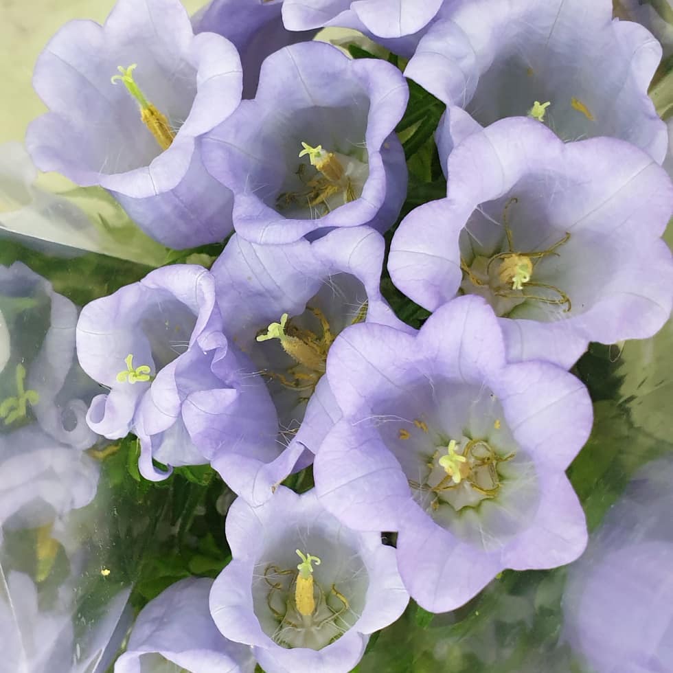 91504837_730531277480858_2428161240500455760_n