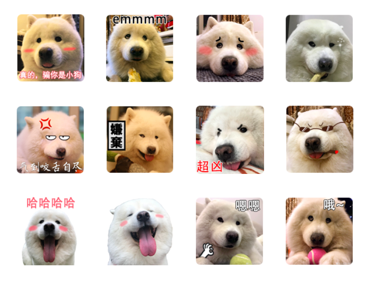 免费WeChat微信表情包：可爱搞怪宠物系列 BoBo第一弹