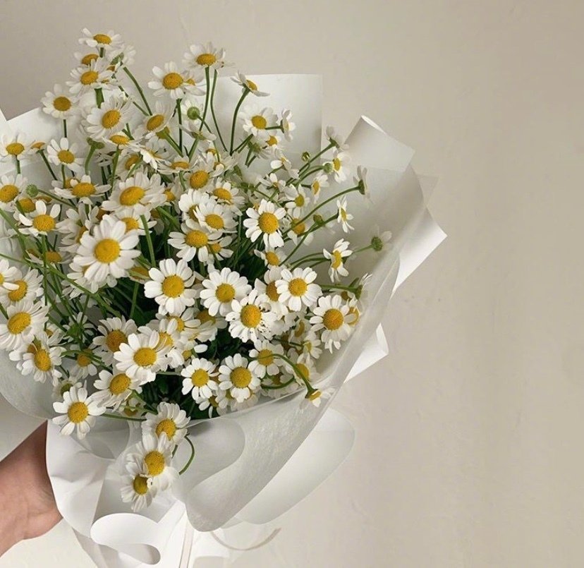 此外,洋甘菊还有一个鲜为人知的花语:「和好」;若和亲爱的朋友、家人或情人不小心起了争执,一方可以送上洋甘菊示意和好如初,若对方收下便是同意和好~