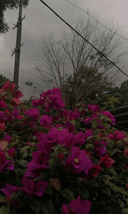  Instagram Stories Effect 限时动态滤镜作者：? @ tips.chinhanh ✨ gray ? （INS风暗灰色调）