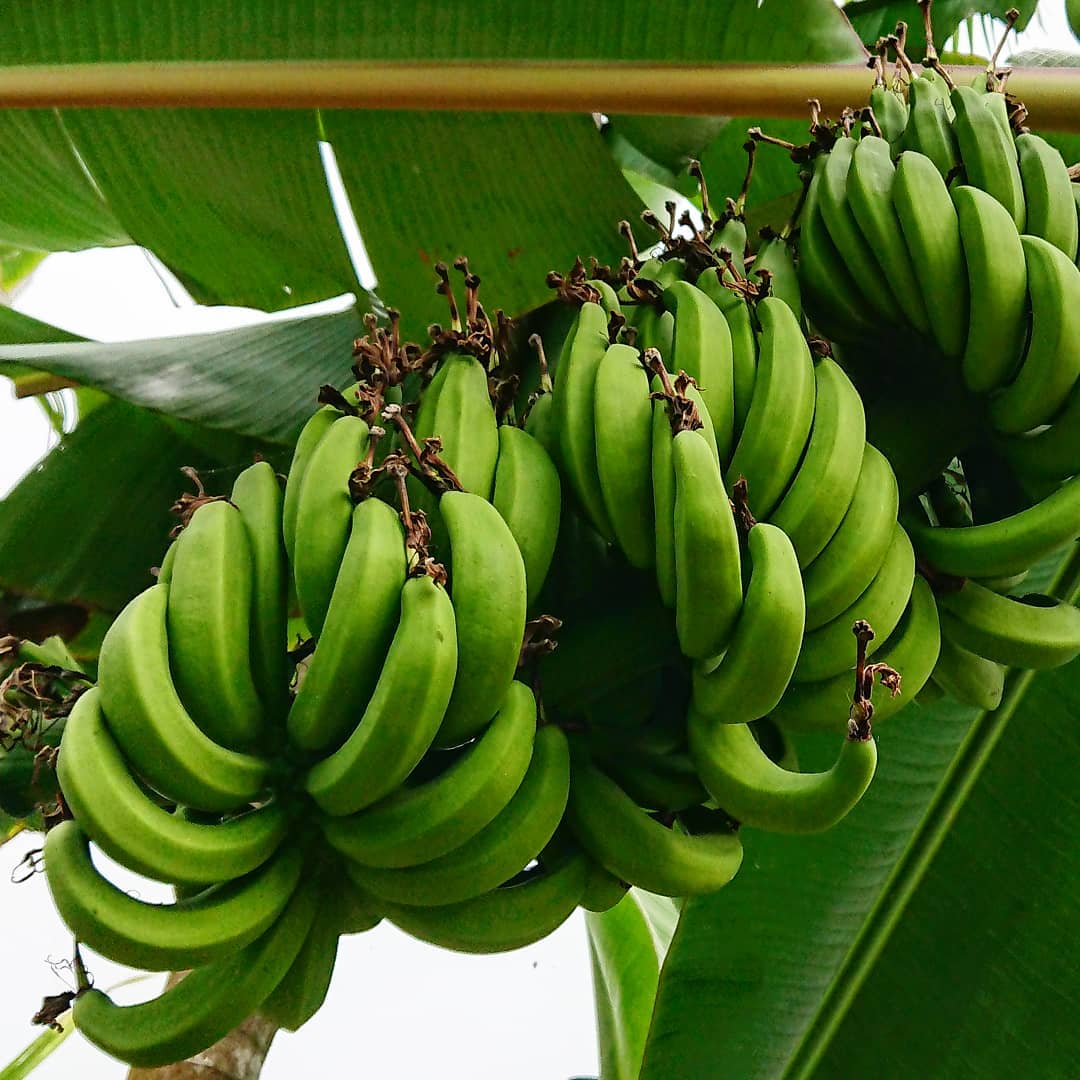 92440013_338024703825229_5755939066485507033_n