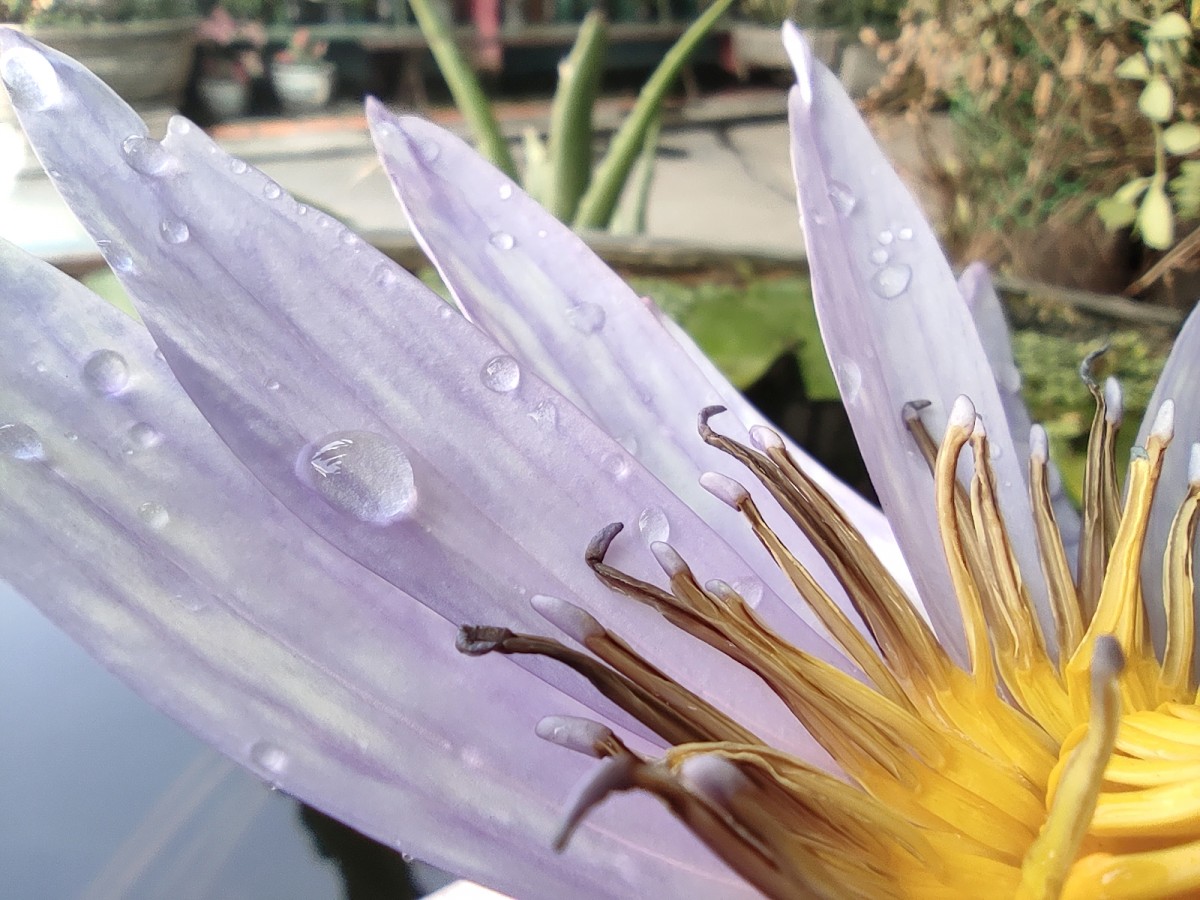 小米 note 10 lite 超微距