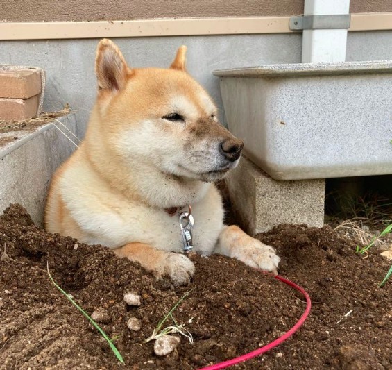 小麦竟然在土里挖了一个洞、下半身直接栽进泥土里,瞬间变身一大颗「柴柴版」白萝卜即视感(笑喷~)最搞笑的是小麦把自己「种」到土里、搞得全身脏兮兮,竟然还表现得一脸满足!