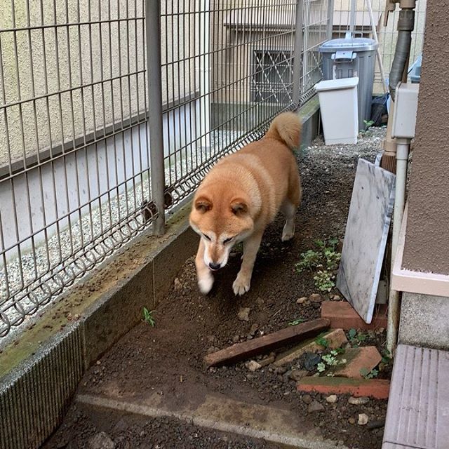 事关日前小麦一如往常自己跑去自家花园里玩,一会儿后主人跟出来注意小麦的去向,结果走到花园拐角处的墙边看见了令他哭笑不得的一幕…