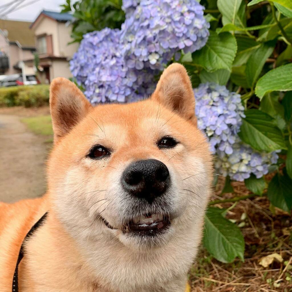 此前主人在Twitter分享了小麦一个令他哭笑不得的举动,爆可爱照片瞬间引起网民疯狂转发~