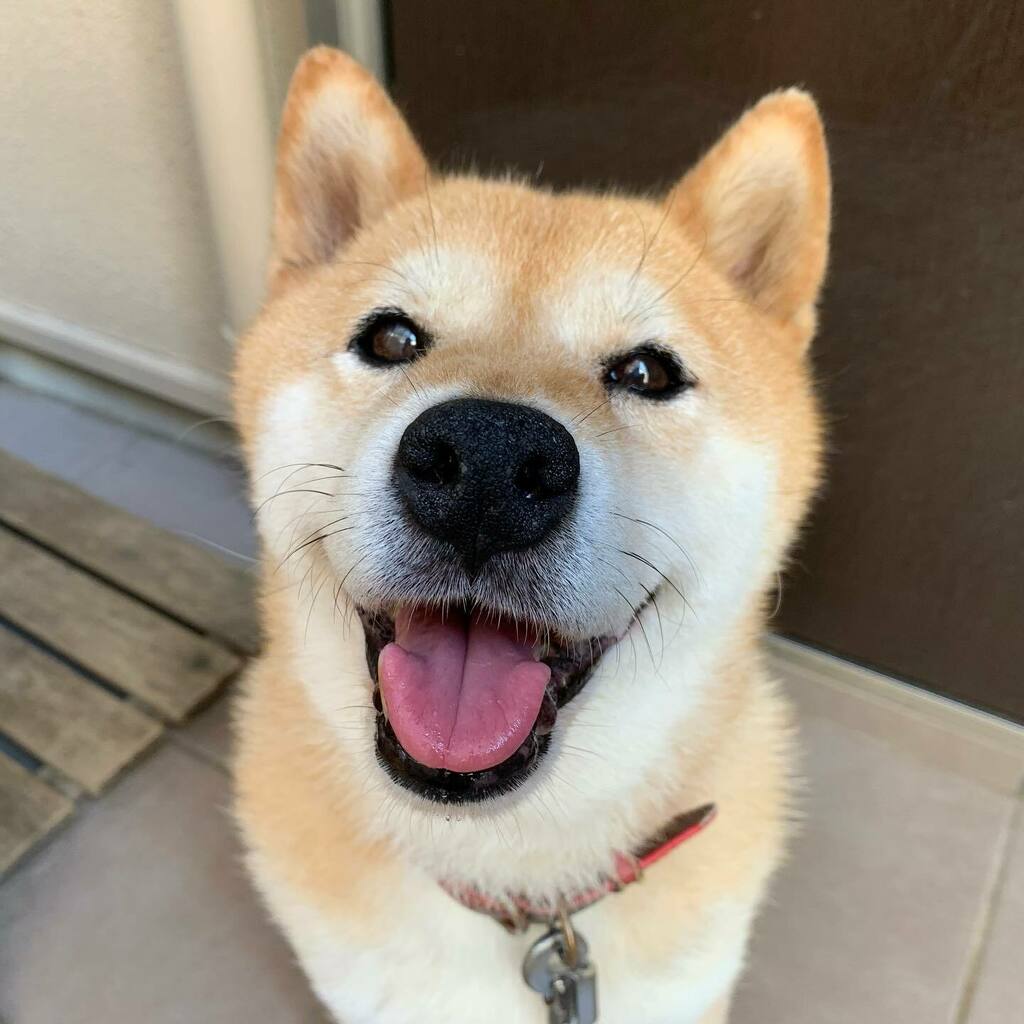 网友看完爆笑表示:「小麦这是一脸“别人笑我太疯癫,我笑他人看不穿的样子”~土里凉爽惬意得很啊!」、「我种下一颗种子,长出了柴犬」、「小麦表示:狗生满足~」