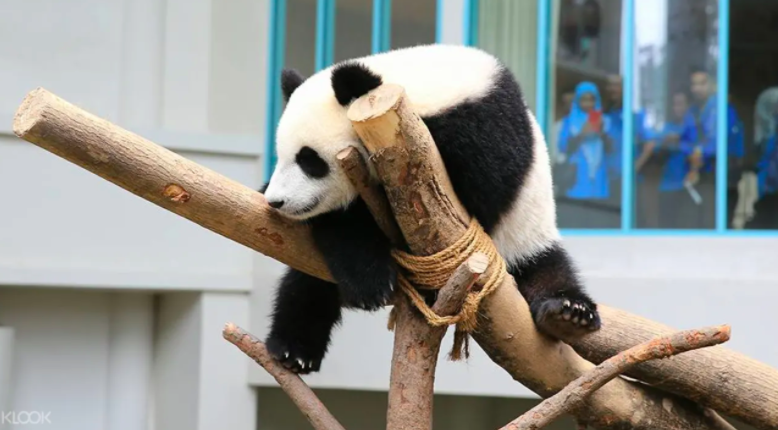 ✨ 周末假期好玩景点推荐 #4 :Zoo Negara 国家动物园 回顾这些年来是不是很久没有去过动物园观光了呢?今年因为疫情导致Zoo Negara经费短缺,动物们的饮食日常开销加上管理员薪水让国家动物园陷入收支不平衡困境~不妨在周末或长假期期间到动物园观光消除紧绷已久的身心灵,同时还能透过购买观光入门票,为国家动物园和可爱小动物们尽一份绵力哟! 无需到现场排队买入门票、还能享有网上订购优惠售价 >>> 【立刻前往查看详情】