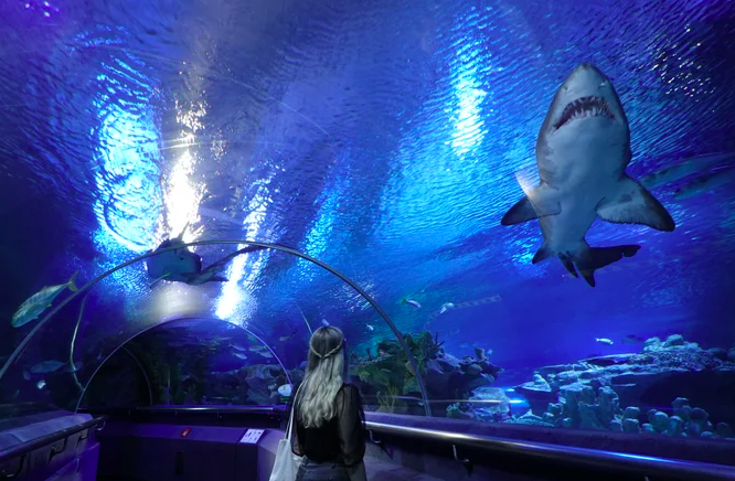 ✨ 周末假期好玩景点推荐 #3 :KLCC 水族馆 对于VR竞技游戏、户外活动比较无感的Girls,也可以JIO闺蜜或另一半前往KLCC水族馆~行走于亚洲排名第1最长「海底隧道」,各种超疗愈海洋世界景观映入眼帘,特别有助于洗涤疲惫心灵呢! 无需到现场排队买入门票、还能享有网上订购优惠售价 >>> 【立刻前往查看详情】