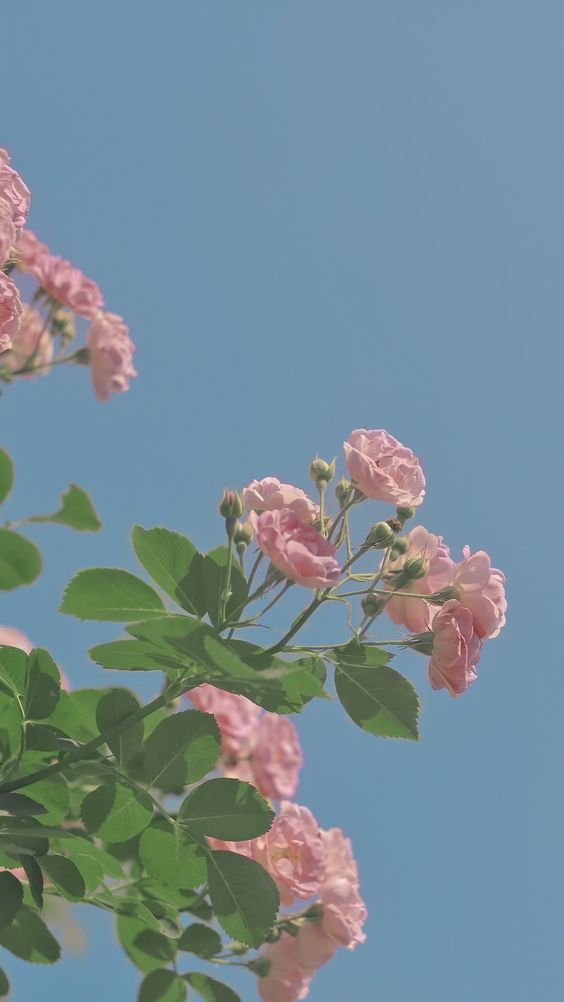 # 你总不能还没努力,就像生活妥协吧?奋力一搏吧,做自己都欣赏的自己、做最酷的自己。