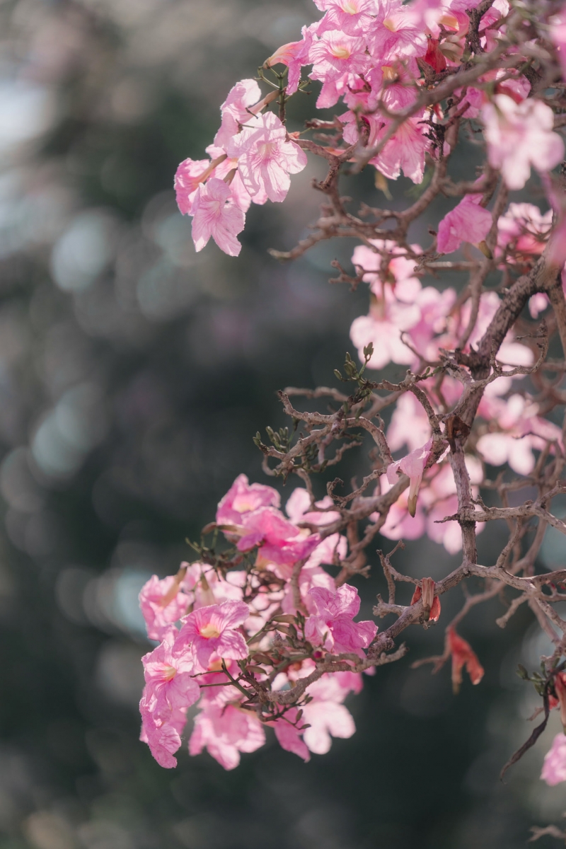 樱花 7