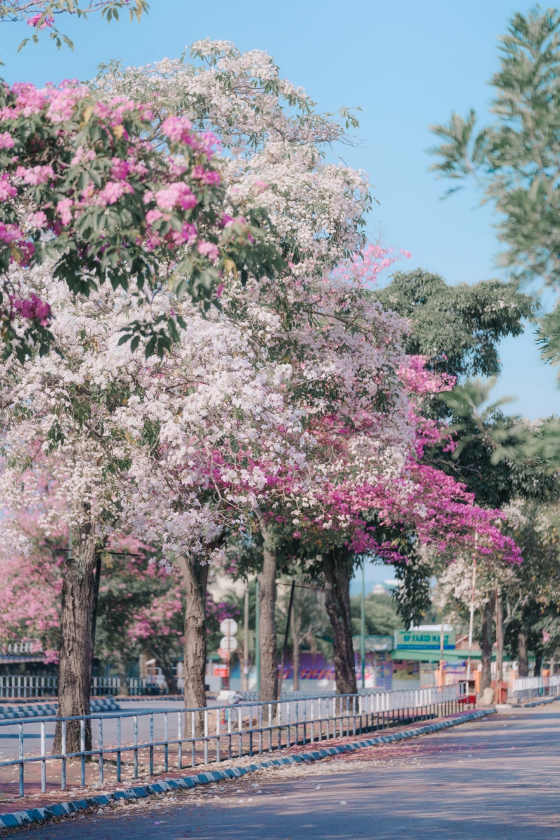 樱花 19