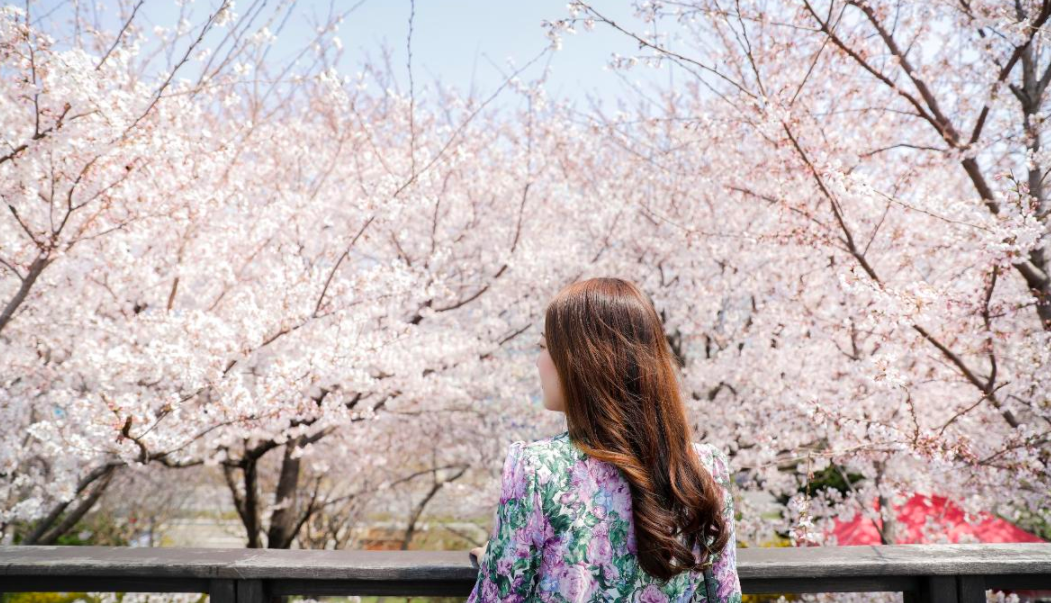# 大渚生态公园 大渚生态公园春日限定美景除了有韩国最大规模的油菜花园,在油菜花接近凋谢之际,约3月末樱花便会争相绽开!期间两种浪漫花卉的嫩粉色和黄色,完美交织成壮观花海美景;江西洛东江30里一带也会如期迎来樱花节,一片白花花的樱花叶尽显春季盛况。 # 三乐生态公园 三乐生态公园是公认的「最佳樱花观赏地」之一。每到春天种植于洛东堤防的3000多棵樱花树都会有簇簇花蕾盛开,形成一条沿长的白色花瓣隧道,尤其日落时分,樱花隧道与夜灯柔光相映成趣,营造出别具一格的浪漫氛围。