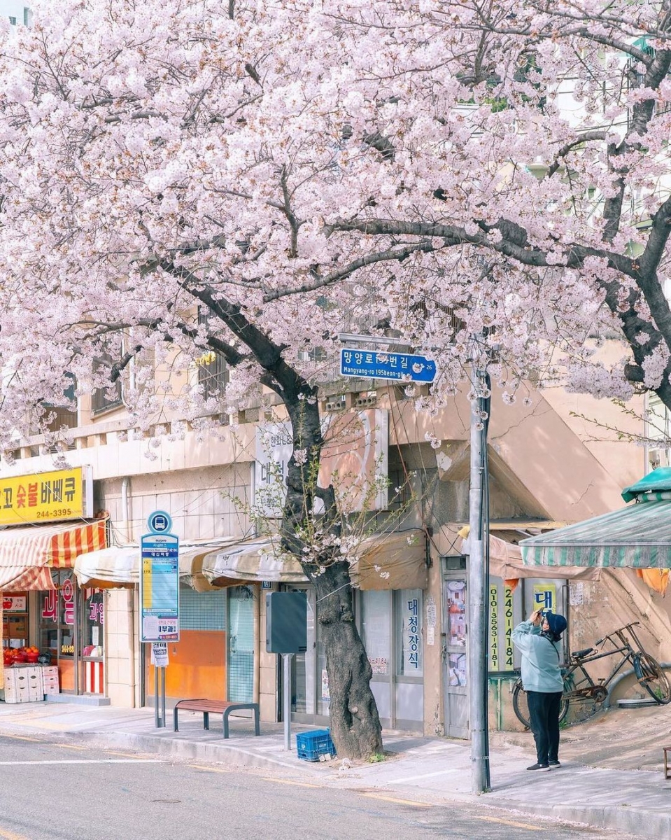 ✨ 赏樱胜地 · 在大片樱花海中抓住春日限定浪漫 韩国釜山是除济州岛以外樱花最先绽放的地方,赏樱季节一大片的白花花、粉嫩色花海随处可见,随手按下快门拍的都是绝美花海,「美」字都不足以形容有多惊艳!此生至少一定要去一次,在樱花海中抓住春日限定浪漫。