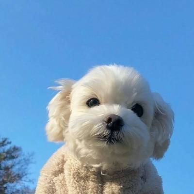 狗狗和蓝天「萌系自拍」 和蓝天合影自拍可不是博主们和爱拍照女生们的专利,人家汪汪们也会哦(笑)!本就治愈破表的蓝天白云下多了Q萌汪星人毛fufu的小脸蛋,但凡看见都会好心情瞬间GET有木有~