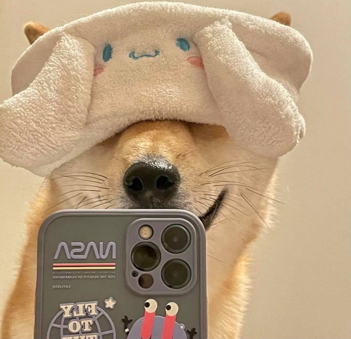 柴柴系列 憨憨呆萌又有点搞怪,平日里超爱笑的柴犬,一直是备受欢迎的犬种~各种小表情都可爱到让人忍不住多看几眼(笑)