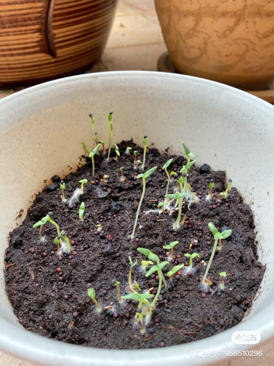 大马网友在家亲手种出「满天星、小雏菊」梦幻盆栽2