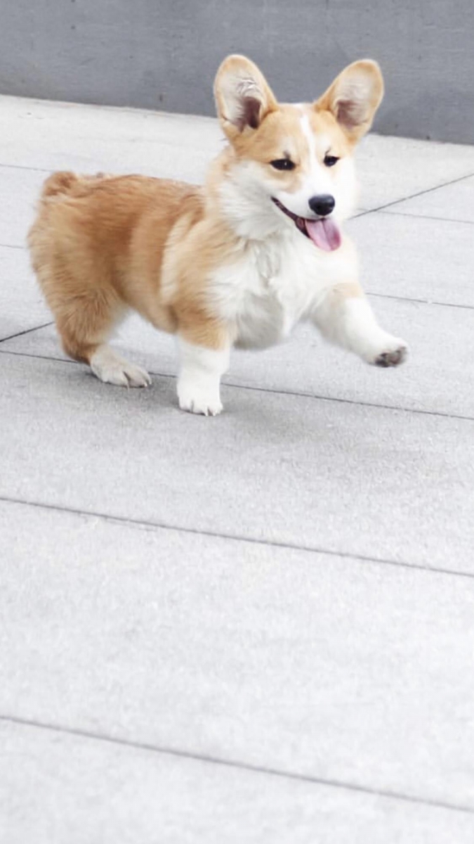 柯基系列 表情超有戏的柯基犬,小短腿+圆屁屁加上亲人的个性,相信女生们看到都会忍不住被可爱到尖叫!天性聪颖的柯基犬性格有点调皮爱捣蛋(笑)倘若没有趁早调教好,让主人头疼的功力绝对不亚于二哈哈士奇哟~