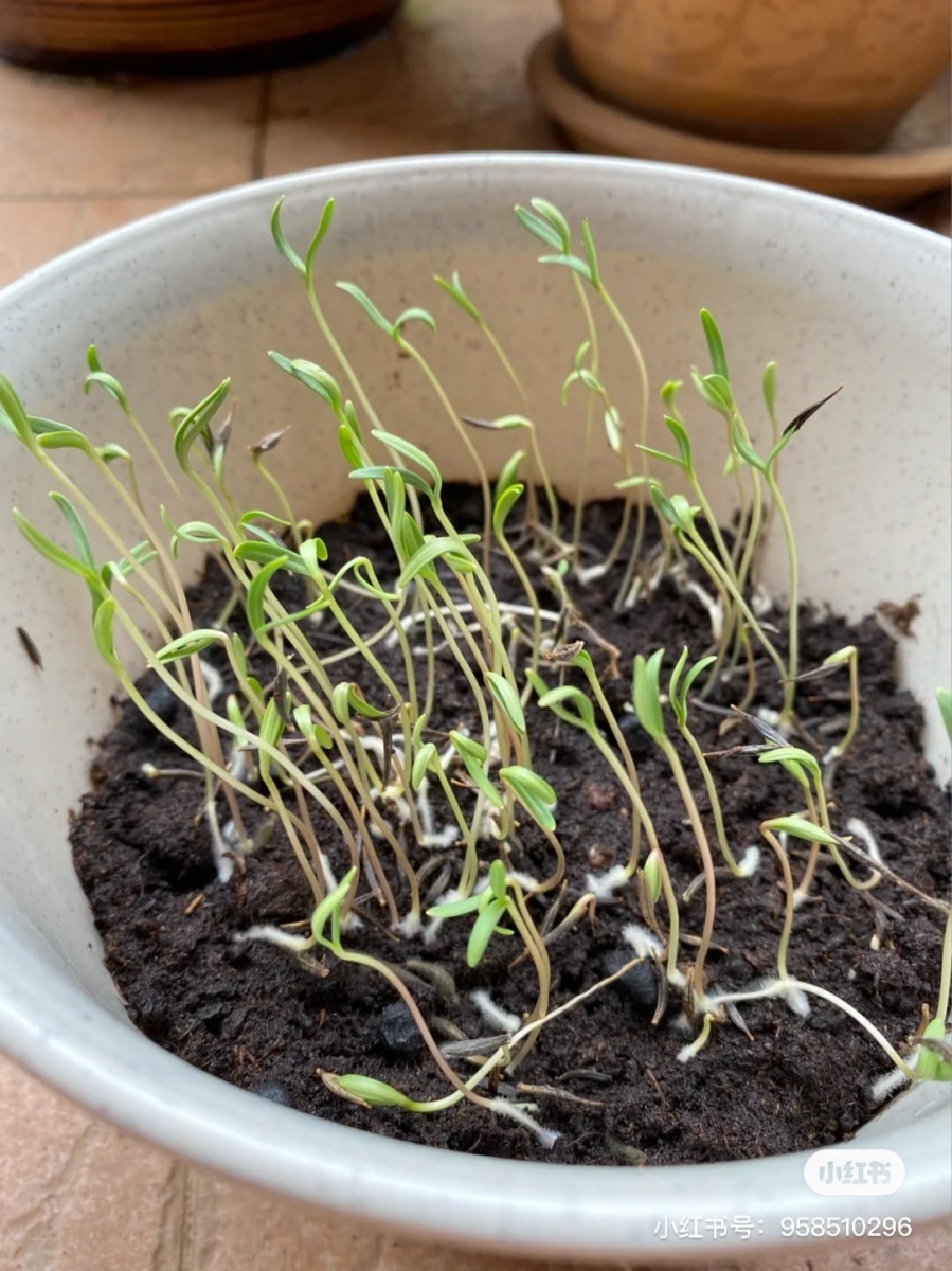 大马网友在家亲手种出「满天星、小雏菊」梦幻盆栽3