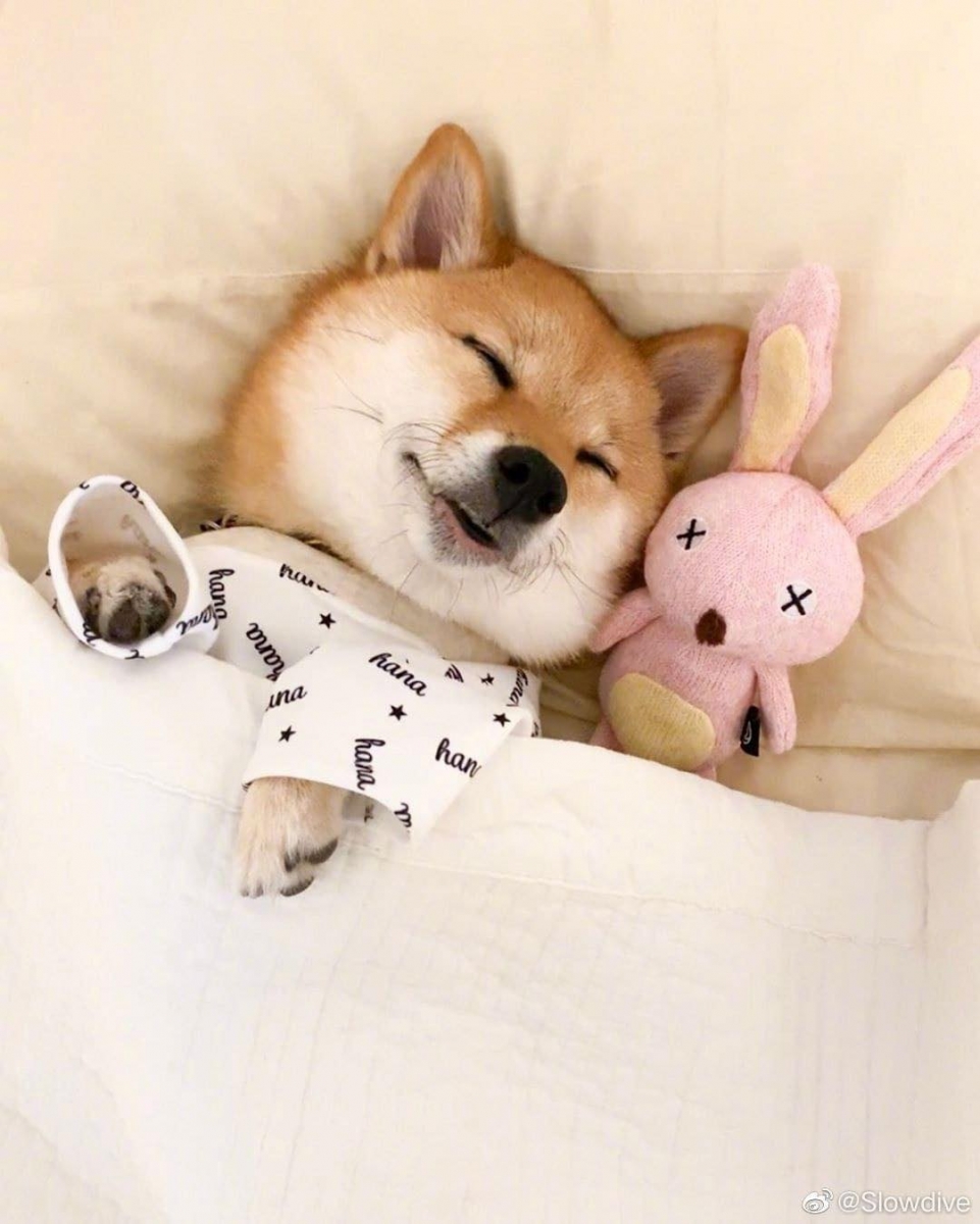 狗狗睡觉系列 周末就要像汪汪们一样赖在床上睡饱饱~慵懒耍废、躺在温暖被窝里睡觉的幸福汪汪们,根本就是狗(人)生(间)理想啊!