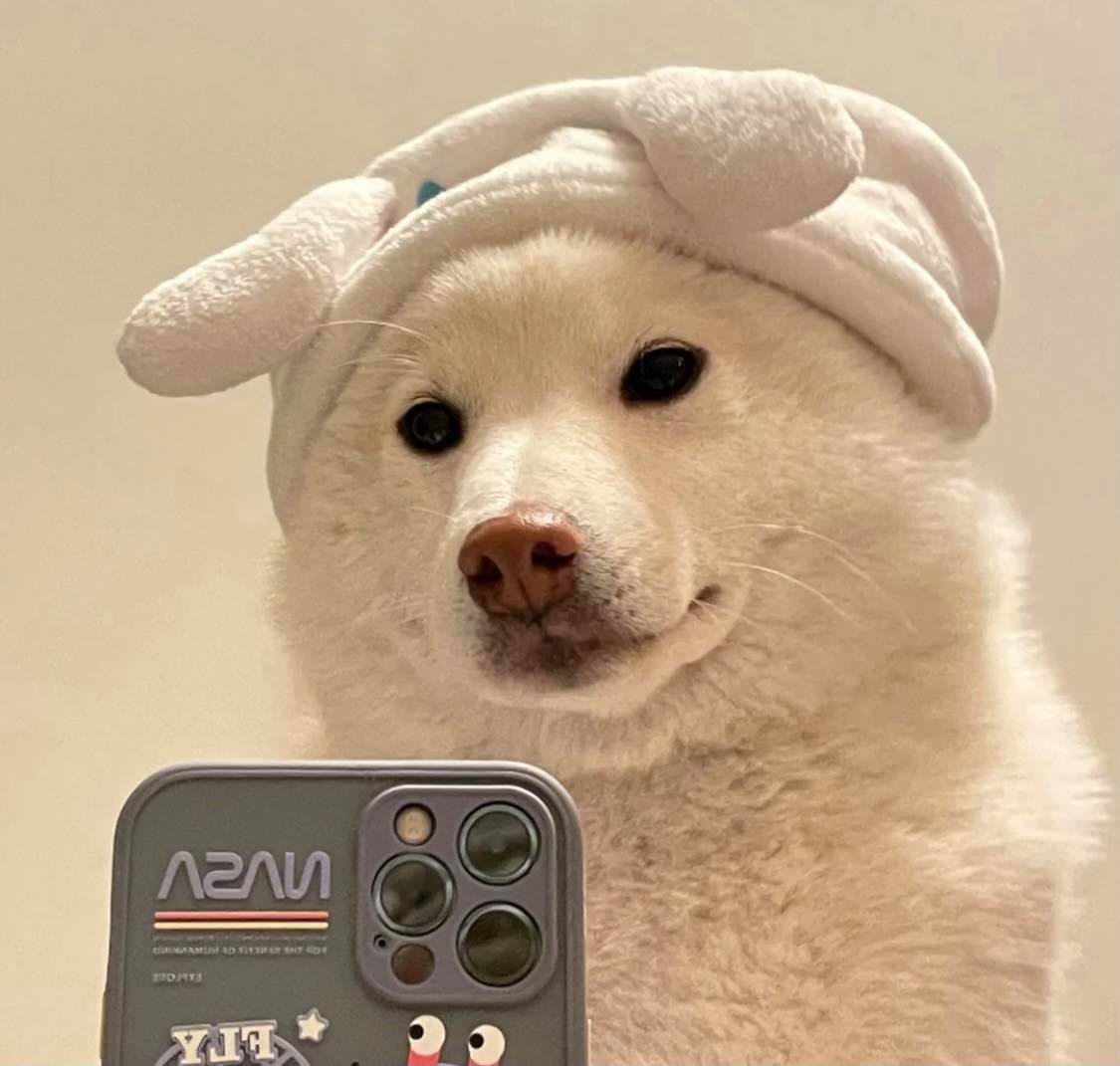 柴柴系列 憨憨呆萌又有点搞怪,平日里超爱笑的柴犬,一直是备受欢迎的犬种~各种小表情都可爱到让人忍不住多看几眼(笑)