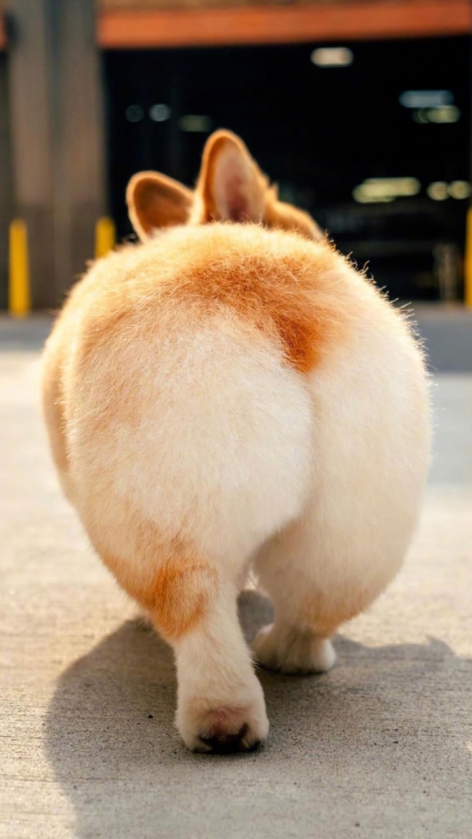 柯基系列 表情超有戏的柯基犬,小短腿+圆屁屁加上亲人的个性,相信女生们看到都会忍不住被可爱到尖叫!天性聪颖的柯基犬性格有点调皮爱捣蛋(笑)倘若没有趁早调教好,让主人头疼的功力绝对不亚于二哈哈士奇哟~