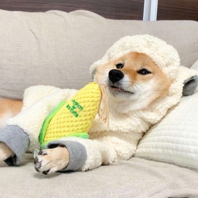 狗狗睡觉系列 周末就要像汪汪们一样赖在床上睡饱饱~慵懒耍废、躺在温暖被窝里睡觉的幸福汪汪们,根本就是狗(人)生(间)理想啊!