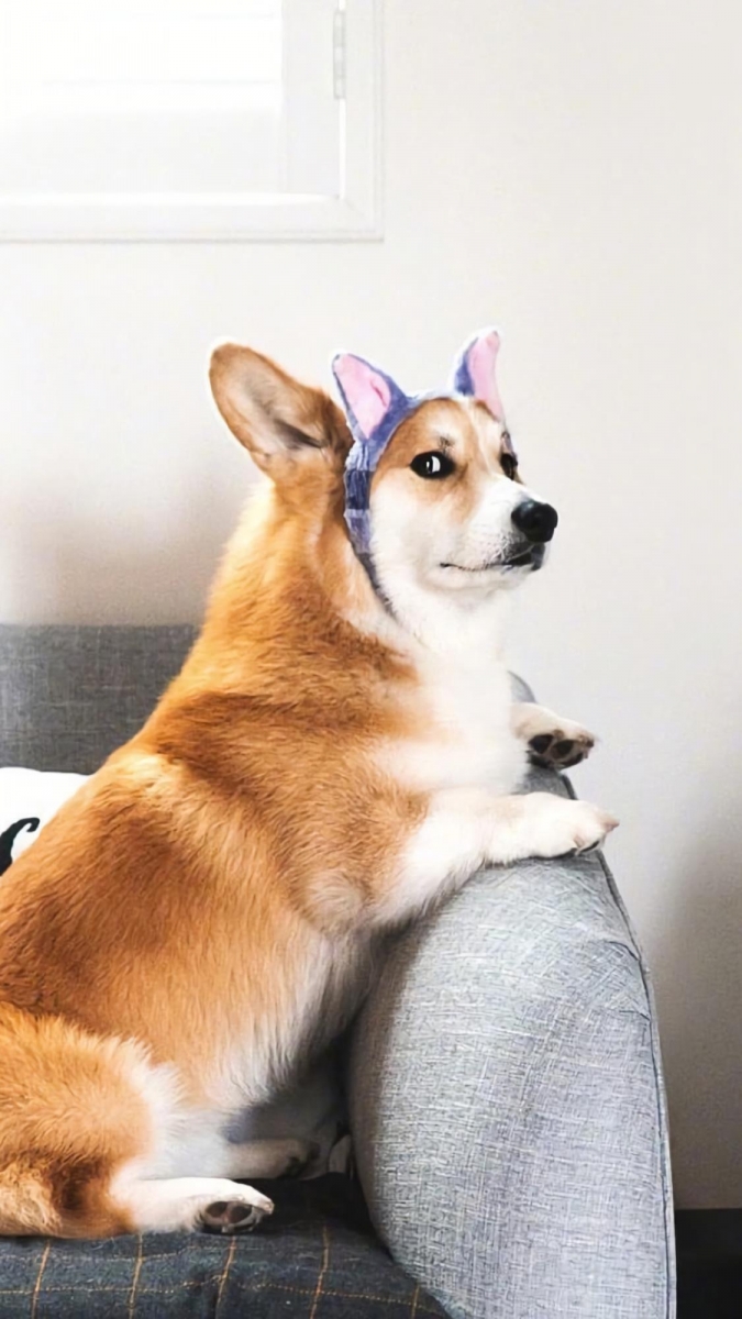 柯基系列 表情超有戏的柯基犬,小短腿+圆屁屁加上亲人的个性,相信女生们看到都会忍不住被可爱到尖叫!天性聪颖的柯基犬性格有点调皮爱捣蛋(笑)倘若没有趁早调教好,让主人头疼的功力绝对不亚于二哈哈士奇哟~