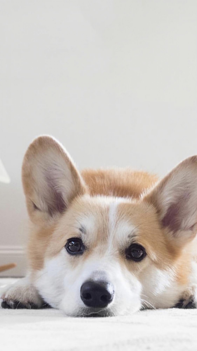 柯基系列 表情超有戏的柯基犬,小短腿+圆屁屁加上亲人的个性,相信女生们看到都会忍不住被可爱到尖叫!天性聪颖的柯基犬性格有点调皮爱捣蛋(笑)倘若没有趁早调教好,让主人头疼的功力绝对不亚于二哈哈士奇哟~