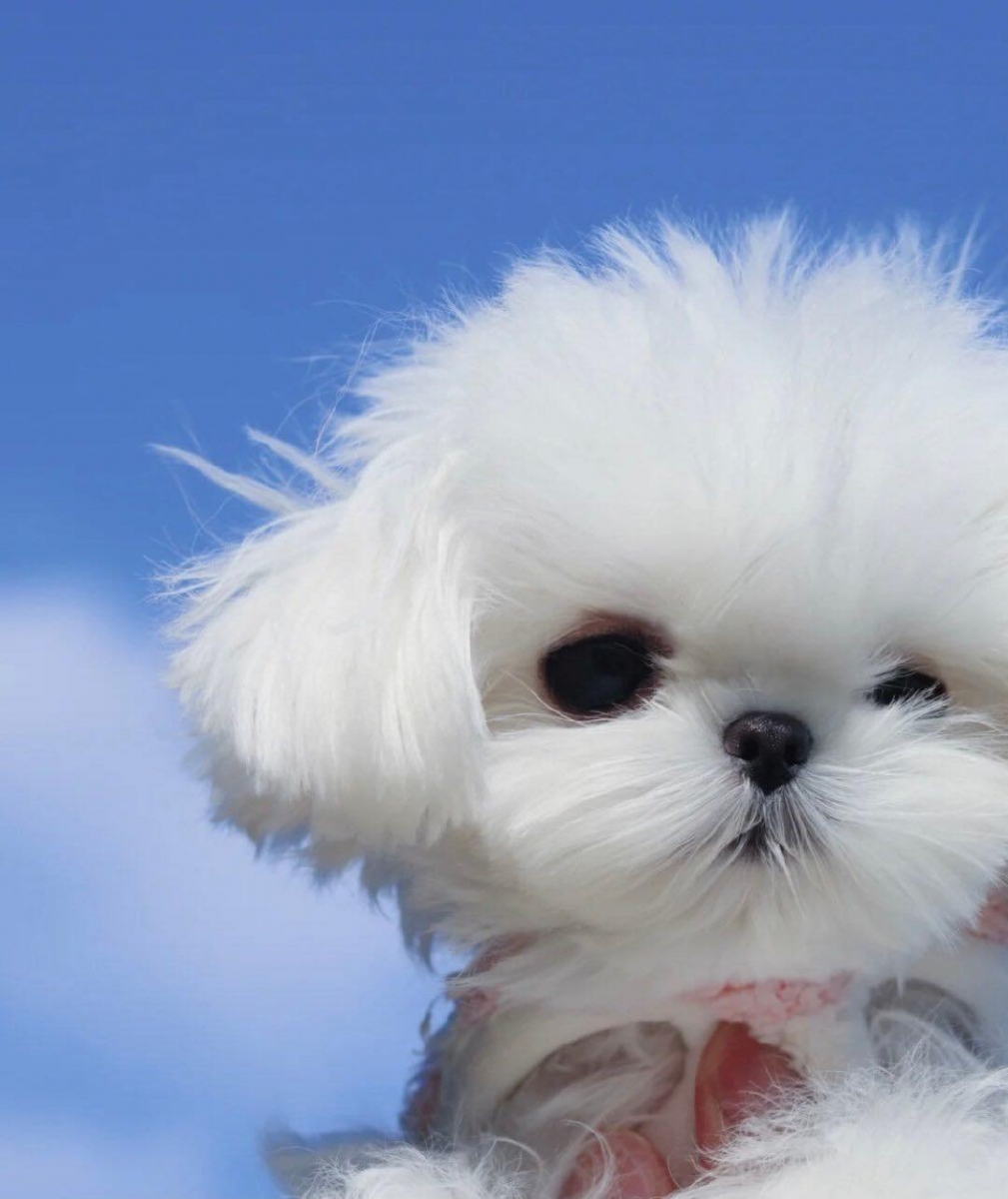 狗狗和蓝天「萌系自拍」 和蓝天合影自拍可不是博主们和爱拍照女生们的专利,人家汪汪们也会哦(笑)!本就治愈破表的蓝天白云下多了Q萌汪星人毛fufu的小脸蛋,但凡看见都会好心情瞬间GET有木有~