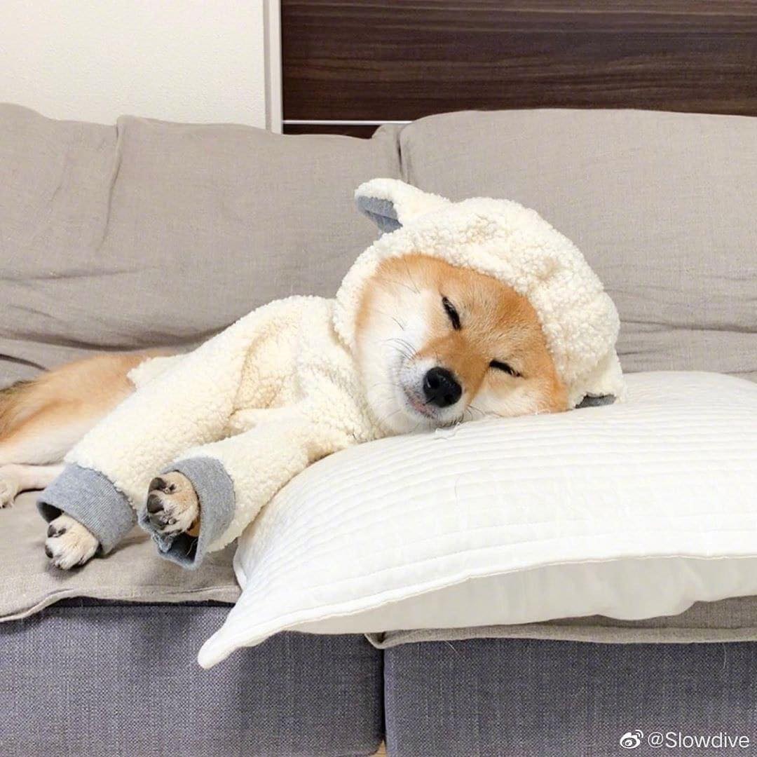 狗狗睡觉系列 周末就要像汪汪们一样赖在床上睡饱饱~慵懒耍废、躺在温暖被窝里睡觉的幸福汪汪们,根本就是狗(人)生(间)理想啊!