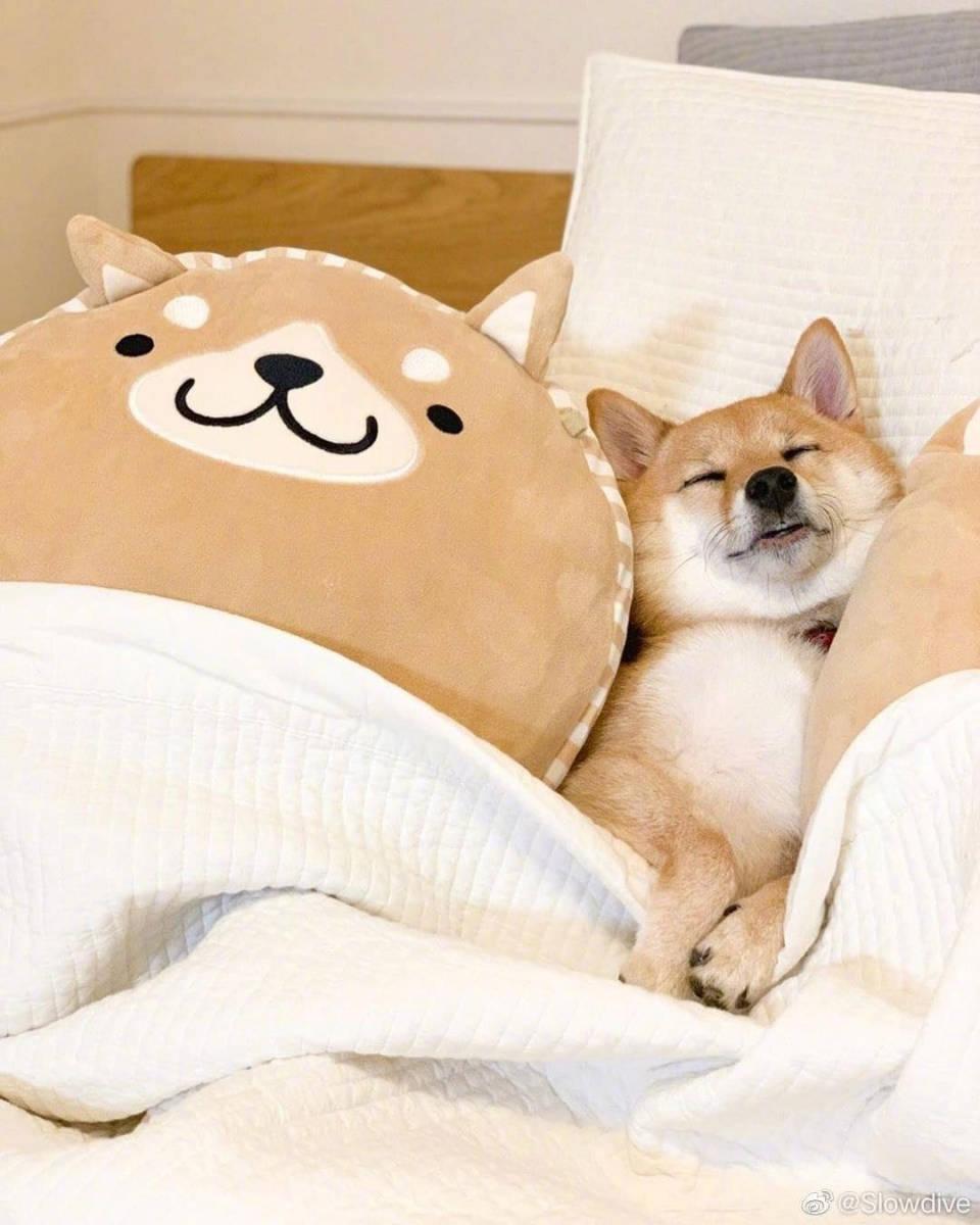 狗狗睡觉系列 周末就要像汪汪们一样赖在床上睡饱饱~慵懒耍废、躺在温暖被窝里睡觉的幸福汪汪们,根本就是狗(人)生(间)理想啊!