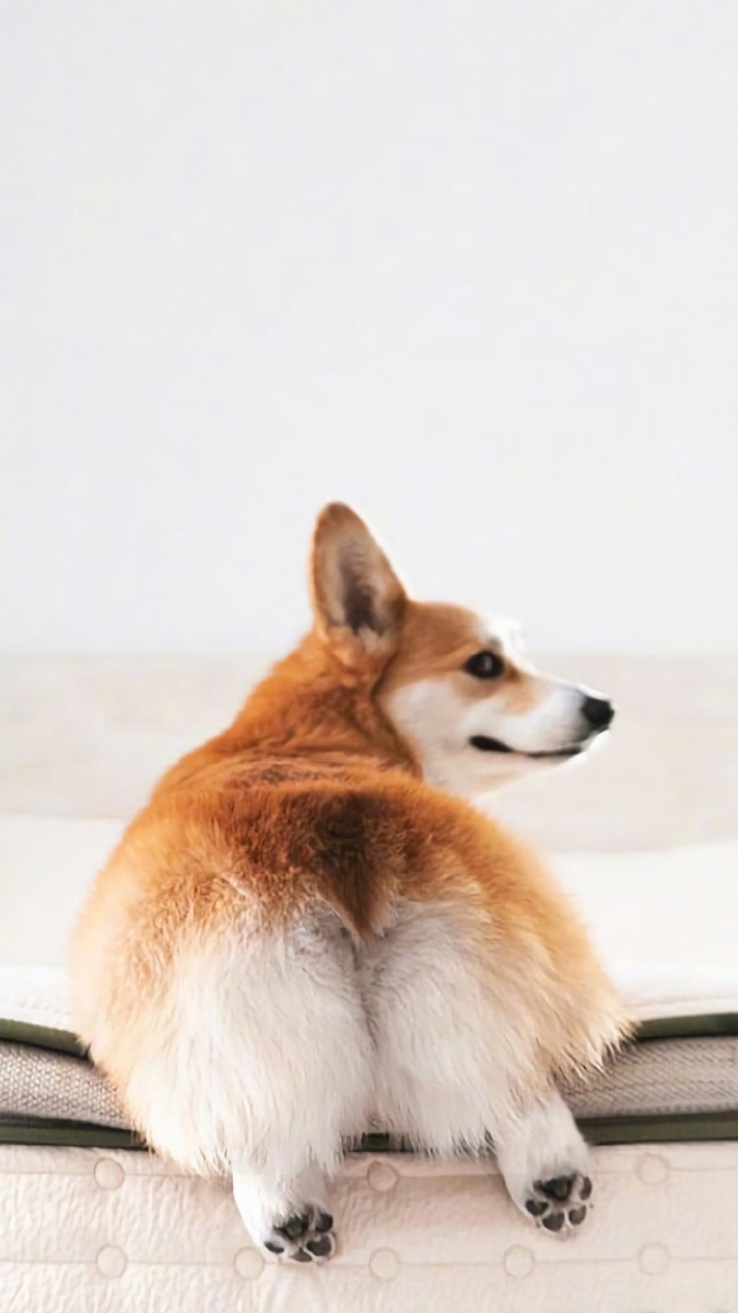 柯基系列 表情超有戏的柯基犬,小短腿+圆屁屁加上亲人的个性,相信女生们看到都会忍不住被可爱到尖叫!天性聪颖的柯基犬性格有点调皮爱捣蛋(笑)倘若没有趁早调教好,让主人头疼的功力绝对不亚于二哈哈士奇哟~