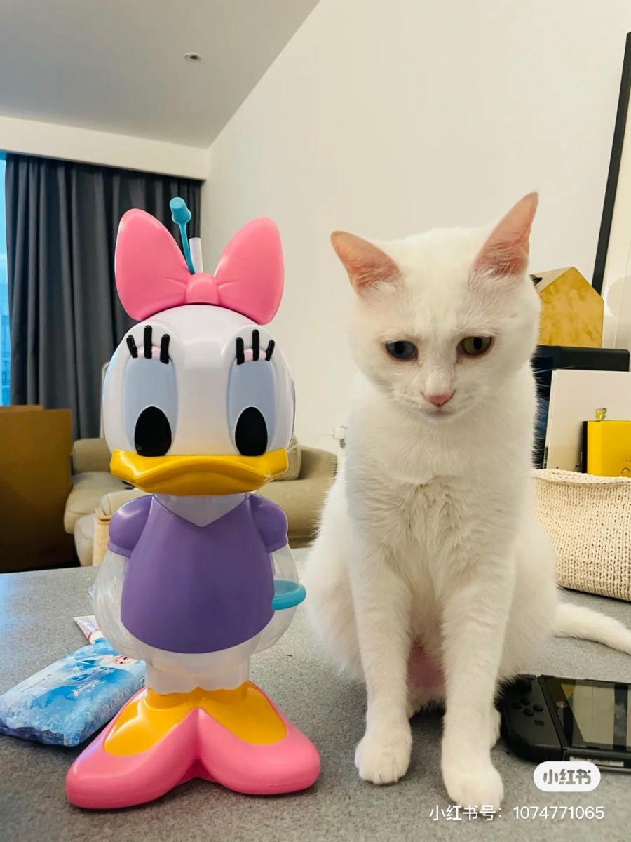 该系列以共推出了米奇、米妮、唐老鸭和黛丝款,一款身高比例大约和一只猫咪差不多;