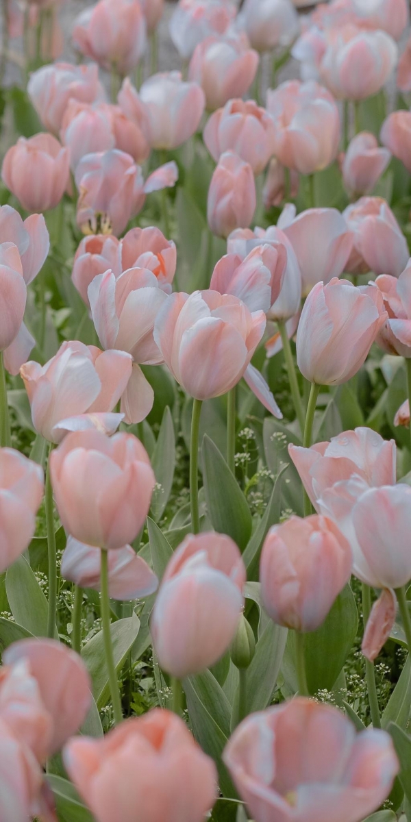 「外界的声音、别人的路,其实都只是参考,并不是生命的标准。不要轻易让别人的意见影响你。」