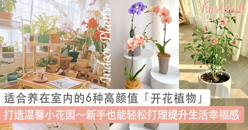适合养在室内的6种高颜值 开花植物 推荐 新手也能轻松打理提升生活幸福感 Girlstyle 马来西亚女生日常