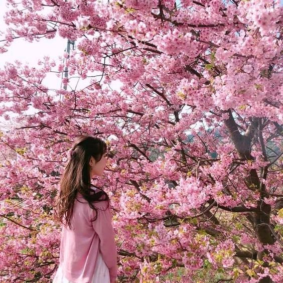 # 美肌有感的关键配方:紧致Q弹、修复肌肤屏障、锁水保湿、提亮肤色一次全到位! Sakura Collagen+中蕴含的专利樱花萃取成分,提取自享有“春天珍贵心跳”美誉的日本晚樱,花瓣还需要在盛开的黄金7日内人手采摘,并经过严谨的萃取技术才能提取出其中精华,十分珍稀。