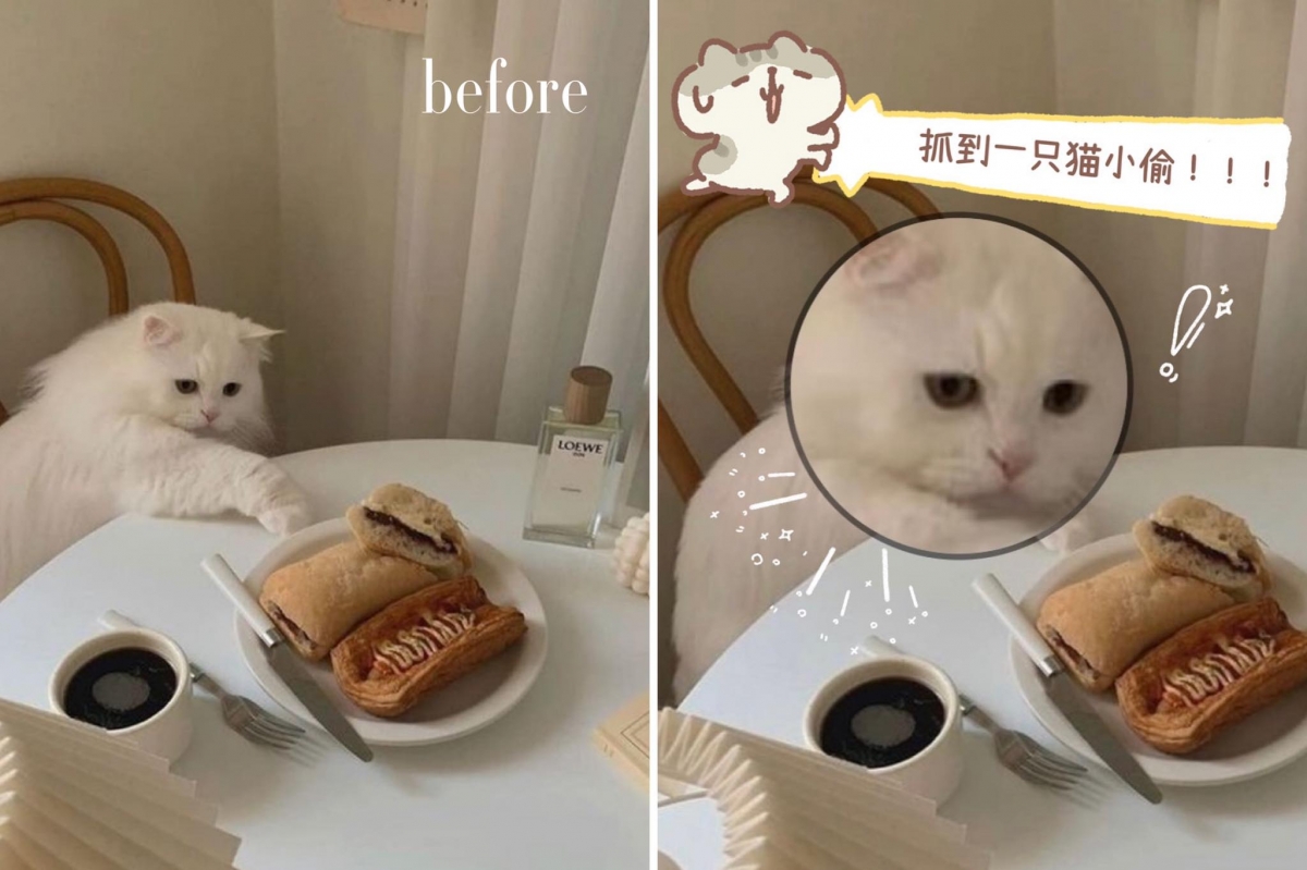 iPhone相册放大镜功能用途（一）：宠物照片应用了iPhone相册自带的放大镜效果后，更添萌趣感！